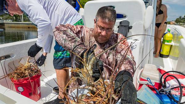 It’s Mini Lobster Season In Florida