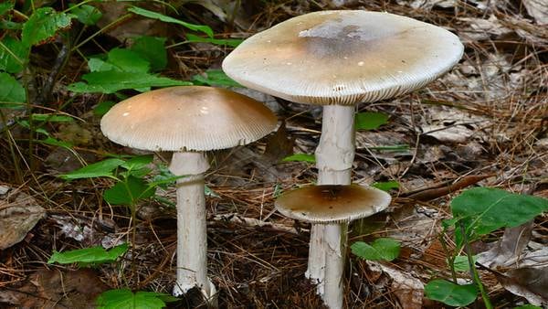 Poisonous Wild Mushrooms Sprouting In Florida After Milton